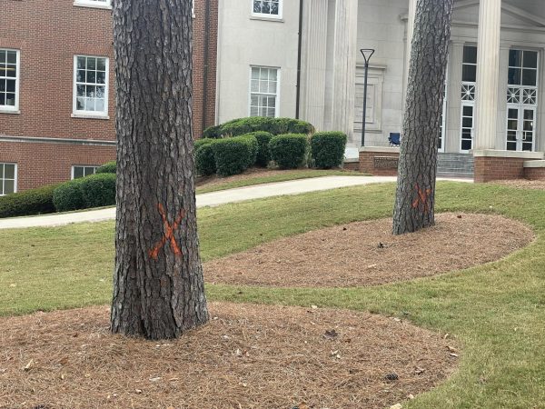 Administration Plans Tree Removal to Revamp Campus