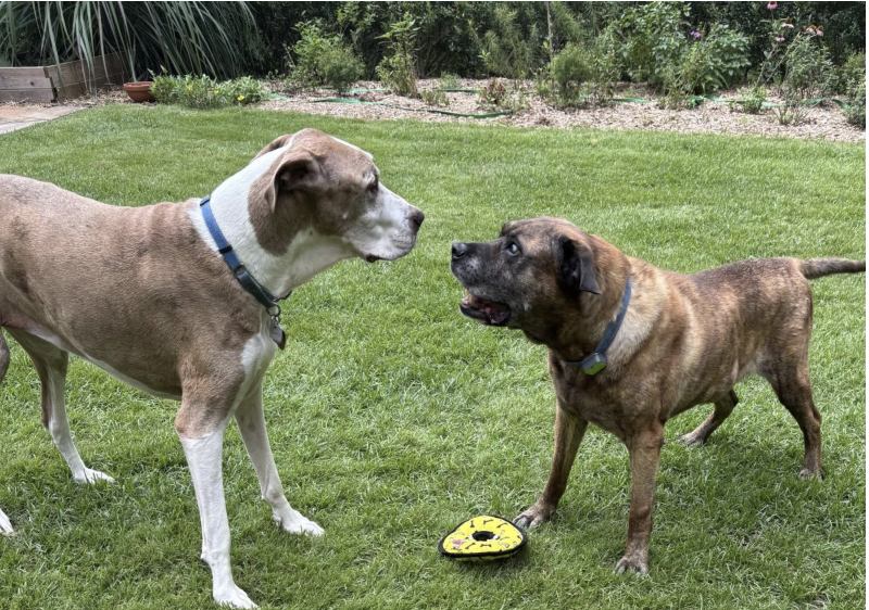 Emma and Gnik face off over a frisbee.